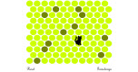 Zwarte kat