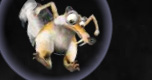 Iceage Bubble Trouble spel